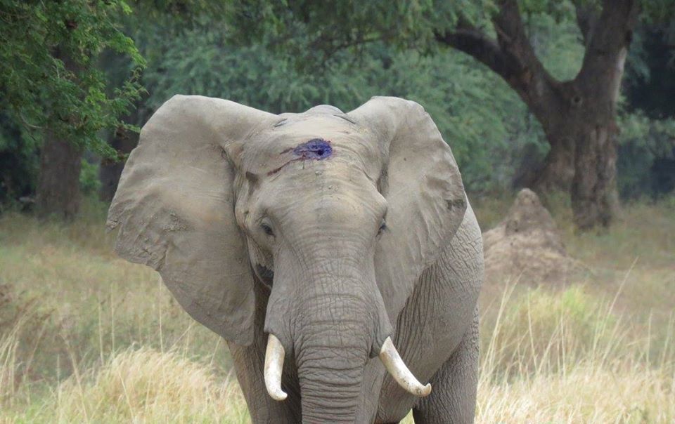 Слон, якого поранили браконьєри, прийшов до людей — але не мстити, а просити допомоги. Тварині провели унікальну операцію.