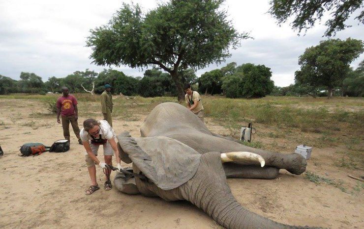 Слон, якого поранили браконьєри, прийшов до людей — але не мстити, а просити допомоги. Тварині провели унікальну операцію.