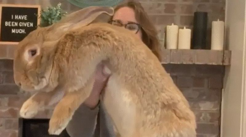 У США живе кролик, якого сміливо можна назвати гігантом через його майже людський зріст. На його інстаграм підписана величезна кількість шанувальників.