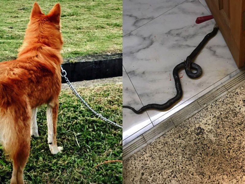 Пес із Малайзії врятував сім'ю від змії ціною власного життя. Чи багато людей здатні на таку самопожертву?