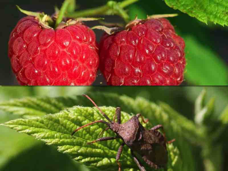 3 ефективних способи, як позбутися від клопів на малині. Садівники, які займаються вирощуванням малини, відмінно знають, який смак має ягода, уражена клопами.