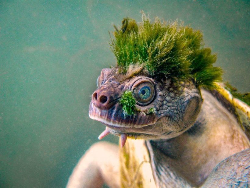 В австралійській річці Мері мешкають унікальні черепахи із зеленим "волоссям" на голові. Це найдавніший вид, який з'явився приблизно 40 мільйонів років тому.