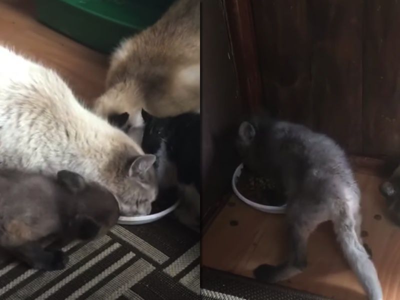 Голодне лисеня відібрало миску з їжею у кішок і відмовилося з ними ділитися. Тварина залишила без обіду трьох кішок.