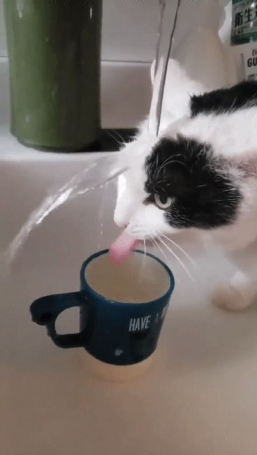 Кіт розсмішив людей своїм безглуздим способом пити воду — здається, він не в курсі, що вода повинна потрапляти в рот. По вусах текло.