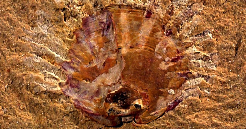 У Китаї знайдено найдавнішого викопного паразита на Землі. З'явився він на Землі близько 512 мільйонів років тому.
