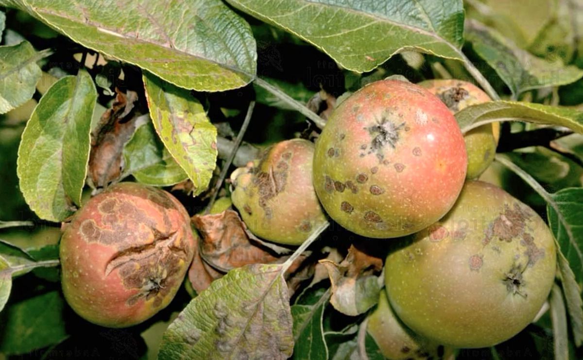 Як боротися із паршею на яблуні. Парша – це небезпечне захворювання яблуні, яке може зіпсувати зовнішній вигляд плодів, значно знижується їх зберігання, а саме дерево втрачає морозостійкість.