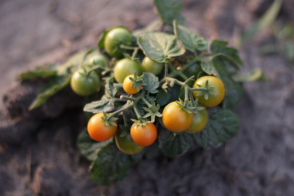 Досвідчені агрономи виділили 6 міфів про вирощування томатів, в які досі вірять дачники. Білоруські та міжнародні новини та події у сфері політики, економіки, шоу-бізнесу, технологій та спорту.