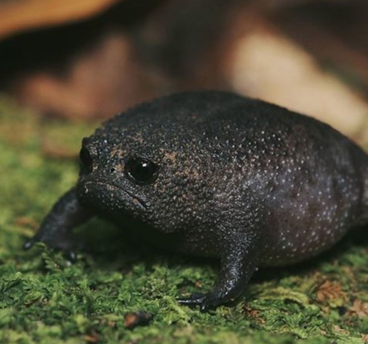 Дощова жаба: найсумніша жаба, яку ви коли-небудь бачили. Ця похмура жаба насправді не розчарована і не засмучена, просто так в природі насправді виглядає чорна дощова жаба.