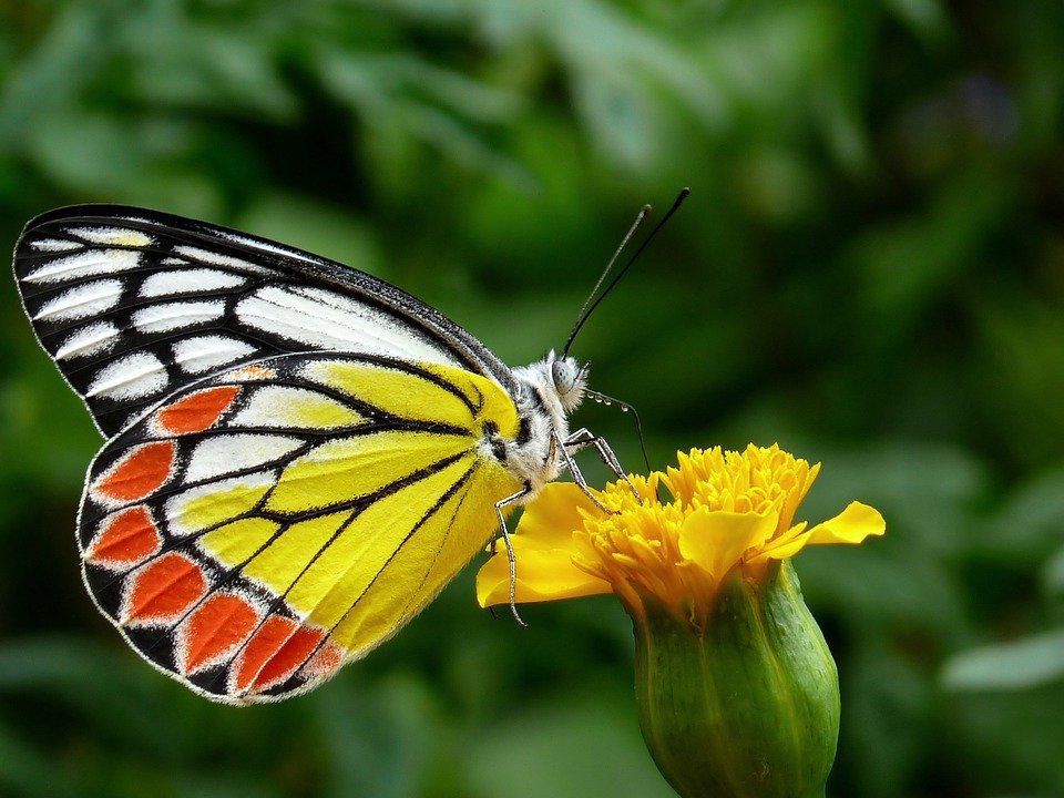 Вчені знайшли на крилах метелика захист від сильної зливи. Виявляється, що на крилах метеликів є особливі структури.