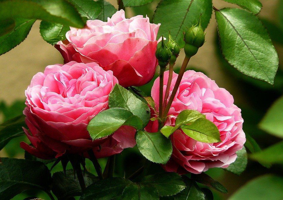 Підживлення троянд літом, щоб активізувати пишне цвітіння. Королева саду не лише красива, але й дуже примхлива.