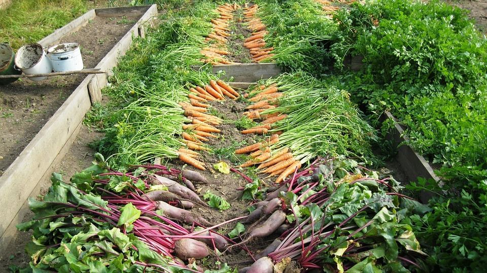 Збільшуємо урожайність овочів за допомогою дріжджів. Для яких культур підійде дріжджове підживлення.