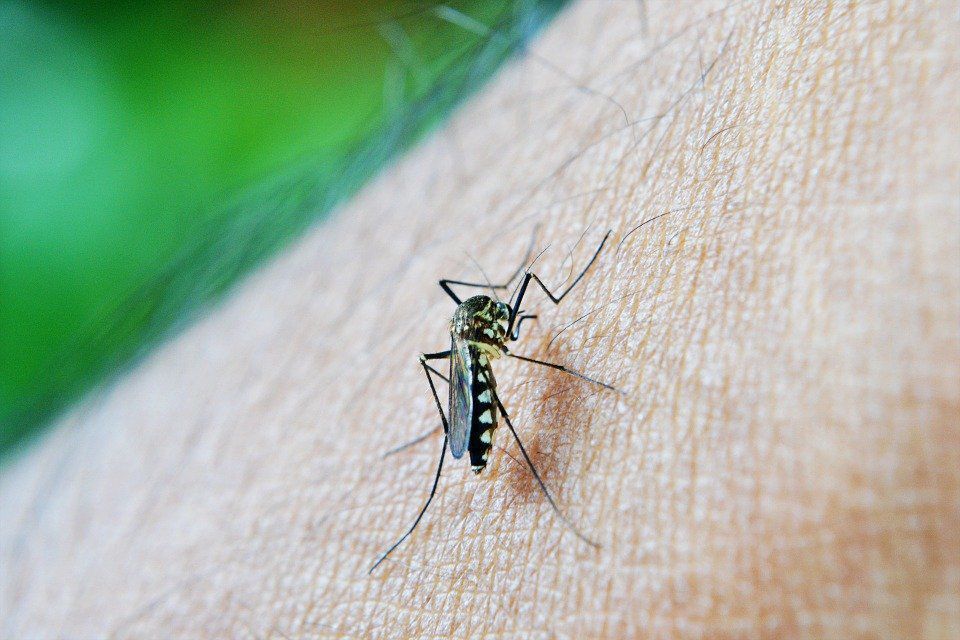 7 причин, через які комарі обирають саме вас, щоб підгодуватися. Комарі кусають не кожну людину.