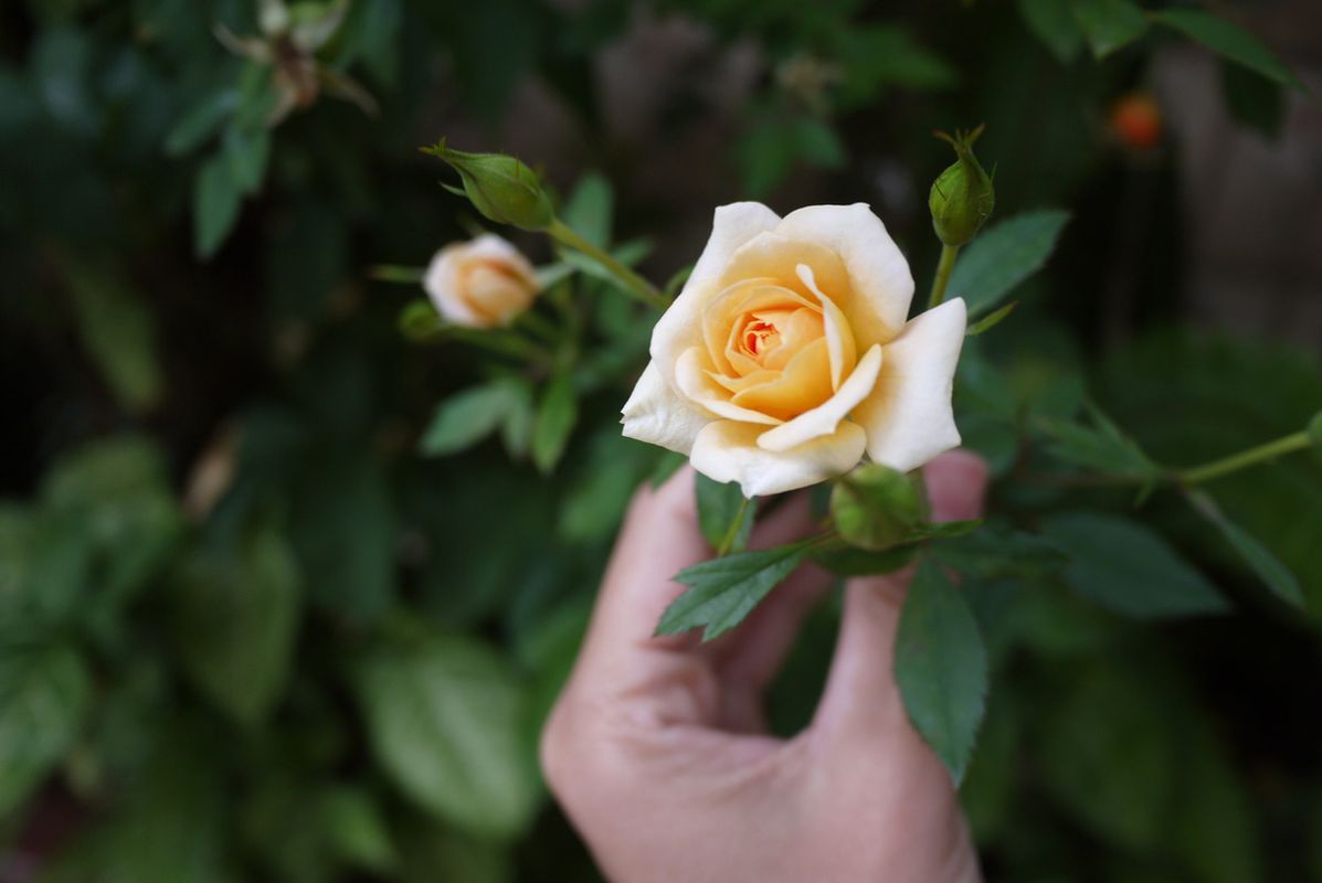 Корисні поради щодо літнього догляду за трояндами. Влітку троянди теж потребують догляду.