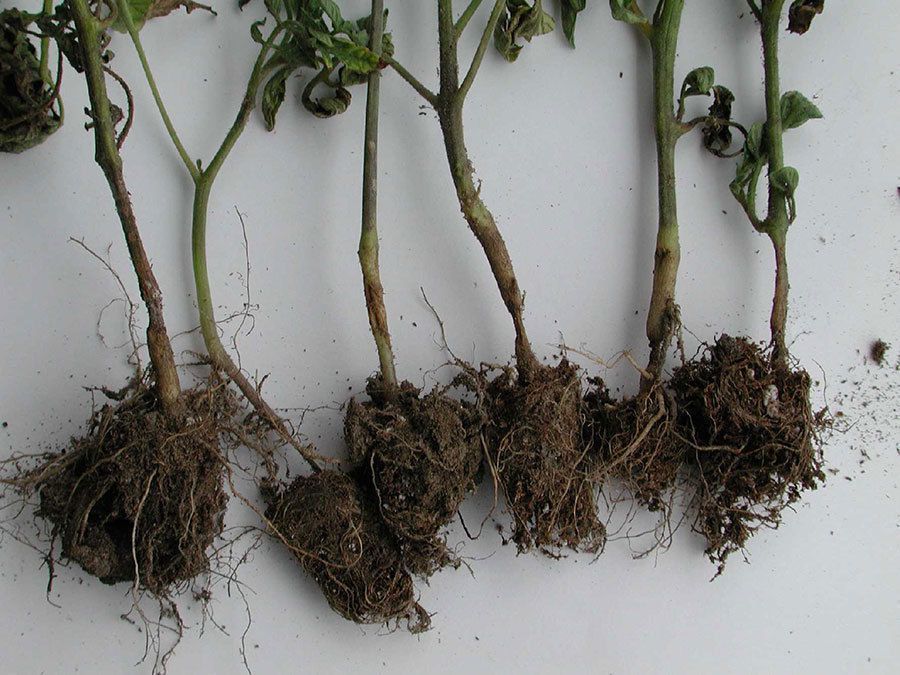 Чому у томатів з'являється коренева гниль і як її подолати. Для появи кореневої гнилі у томатів є кілька причин.