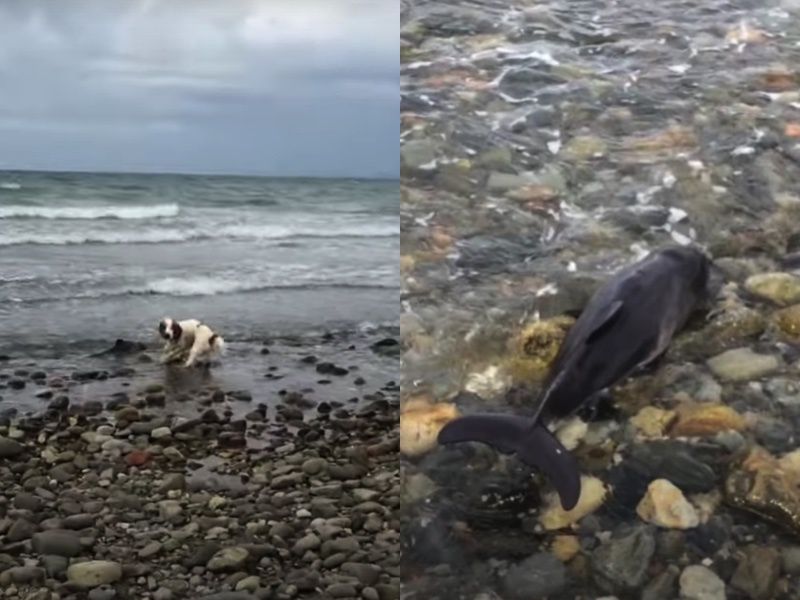 Собака врятувала дельфіна, який застряг на мілині біля берега. Ми часто чуємо історії про те, як дельфіни рятують життя потопаючих людей. Але трапляється так, що і їм необхідна допомога.