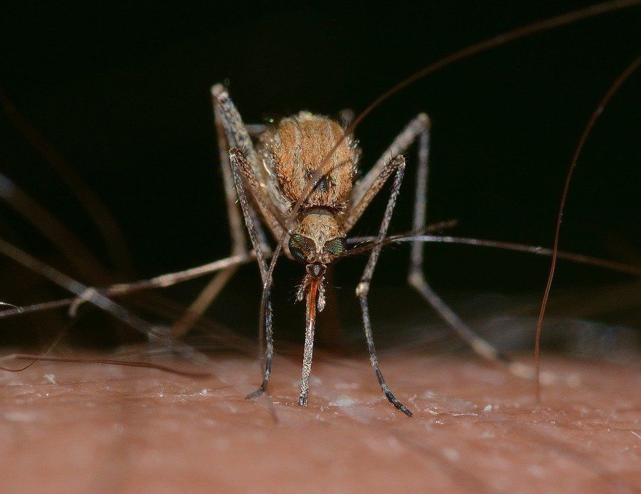 Чим відлякати комарів від дитини в будинку та на природі. Способи захисту дитини від комарів.