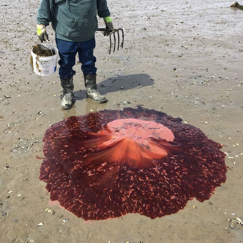 Найбільшу отруйну медузу у світі винесло на пляж в США. Щупальця волосистої ціанеї можуть досягати 36 метрів.
