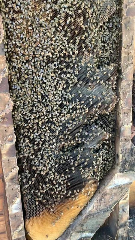 Приборкувач бджіл поділився знімками найбільшого вулика, який він коли-небудь бачив. І не дивно, адже вулик ріс в стінах будинку цілих 50 років.