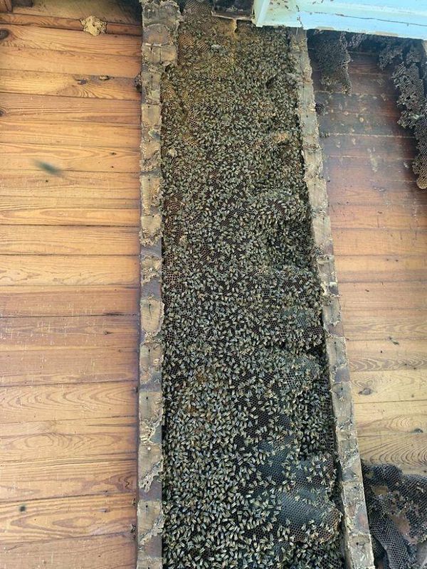 Приборкувач бджіл поділився знімками найбільшого вулика, який він коли-небудь бачив. І не дивно, адже вулик ріс в стінах будинку цілих 50 років.