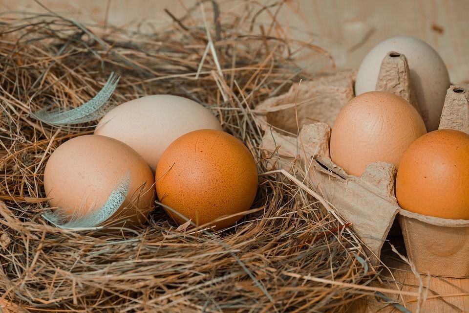 Зруйновано популярні міфи про білі та коричневі яйця. 5 міфів про курячі яйця.