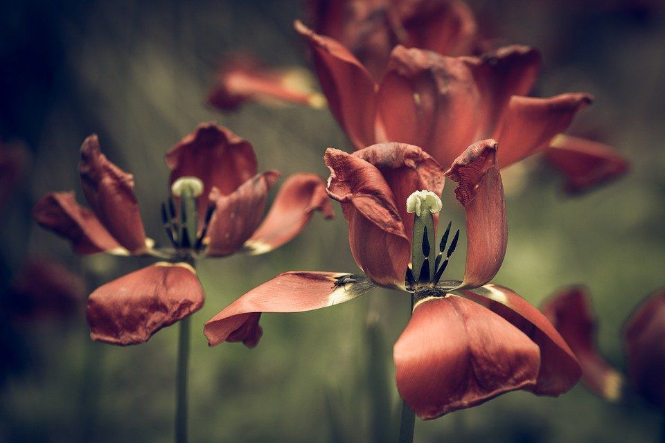 Що треба робити, коли тюльпани припинять квітнути: корисні поради. Після квітнення тюльпани теж потребують догляду.