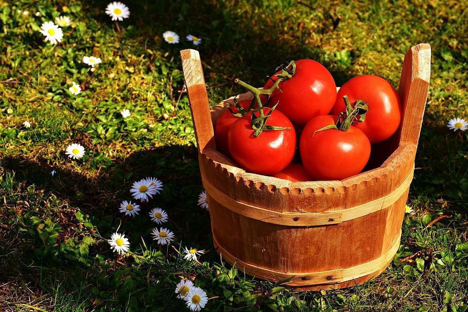 Чи можна отримати врожай томатів без догляду за ними. Залишати томати зовсім без догляду не можна.