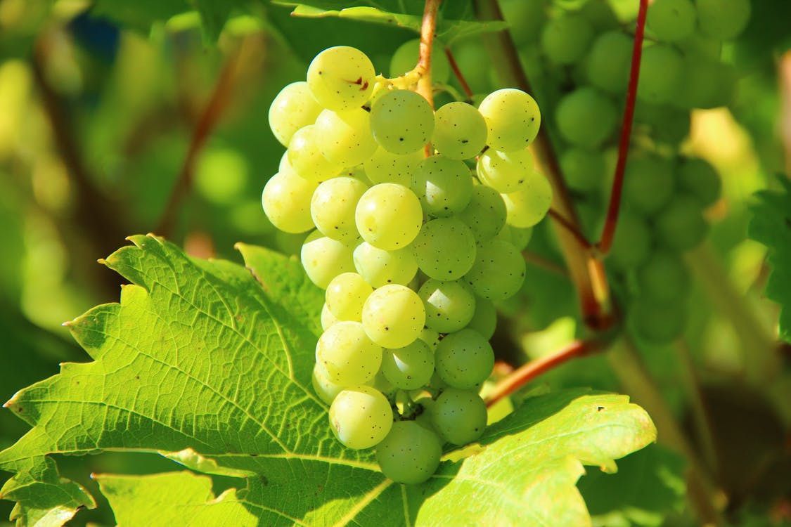 Правила правильної посадки винограду та догляд за саджанцями в перший рік вегетації. Як допомогти винограду прижитися і стати потужним кущем.
