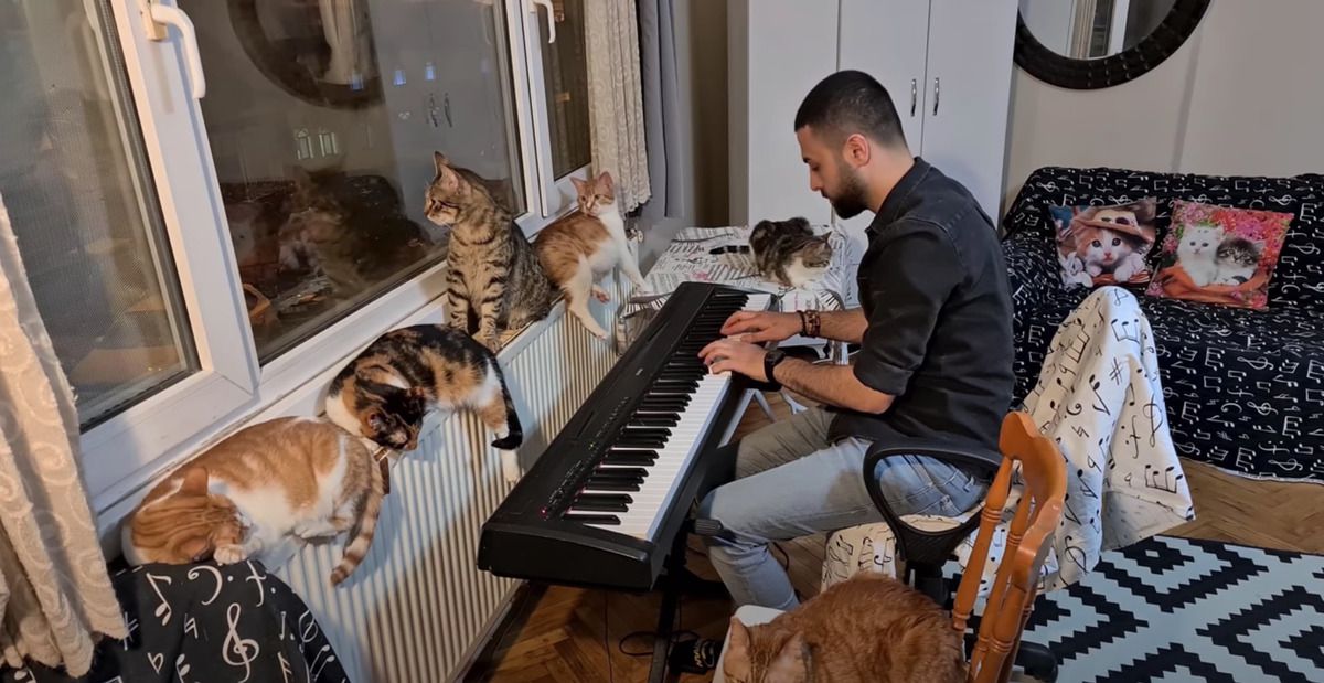Піаніст врятував дев'ять кішок і вклав у них усю душу. Тепер ці тварини — вірні поціновувачі його творчості. Врятовані кішки прикрашають життя піаніста і є його вірними слухачами.