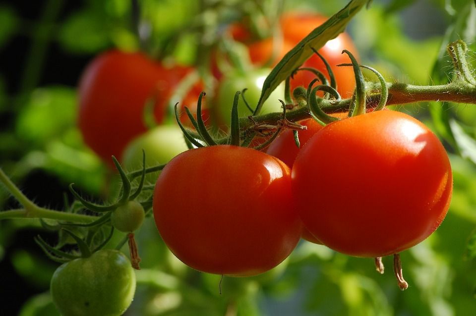 Корисні поради щодо догляду за томатами у липні. У липні томати потребують особливого догляду.