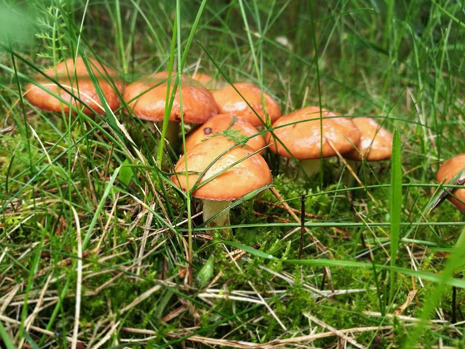 Де ростуть гриби маслюки, коли їх збирати і як готувати. Чим хороші гриби маслюки, де їх шукати і як використовувати.