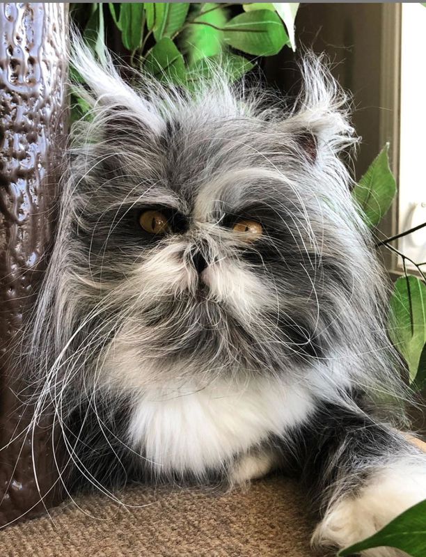 Через свій зовнішній вигляд перський кіт став зіркою Instagram. А все тому, що він нагадує персонажа з "Зоряних війн" — Чубакку. Незвичайна зовнішність кота допомогла йому стати зіркою соціальної мережі.