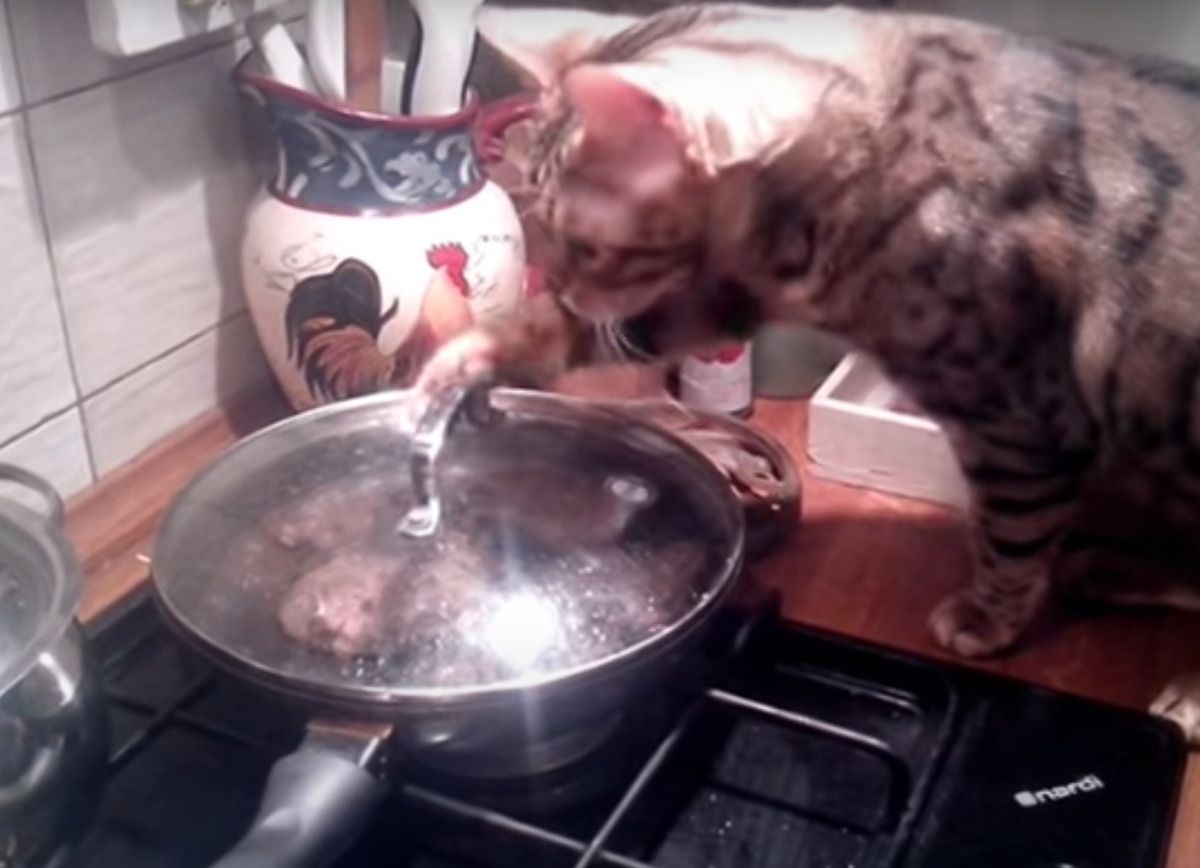 "Ти не ти, коли голодний": хитрий кіт навчився знімати кришку з сковорідки, щоб поласувати чимось смачненьким. На що тільки не підеш заради смакликів.