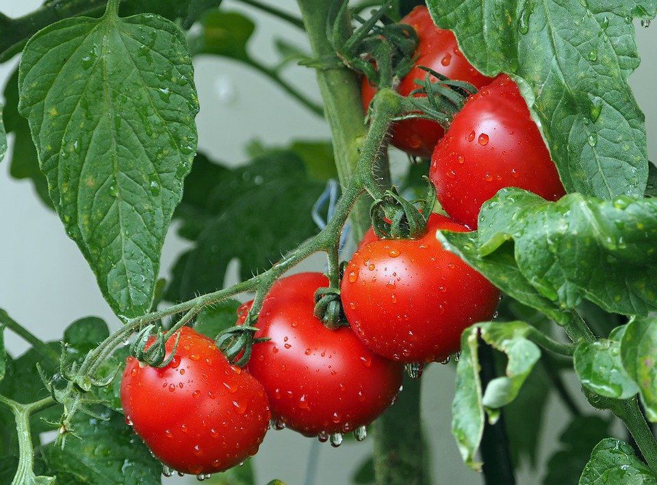 Маніпуляції, які необхідно провести з помідорами в липні, щоб продовжити плодоношення. Встигніть це зробити в липні, і ви здивуєтеся такому високому врожаю томатів.