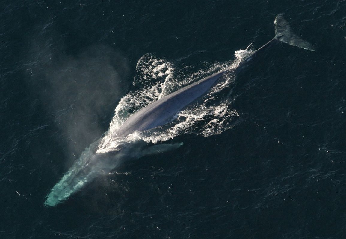 У Шотландії вдалося виявити останки рідкісного виду китів, які не були досі вивчені. Річ у тім, що тварини надають перевагу жити дуже глибоко.