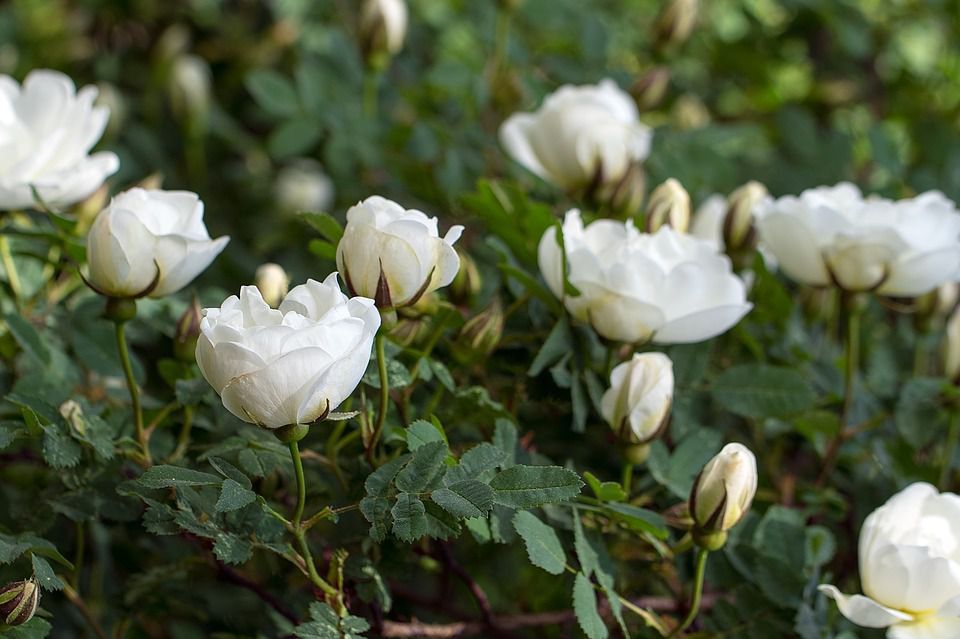 Основні правила пересадки дорослої троянди в літній період. Нюанси пересадки дорослого куща троянд влітку.
