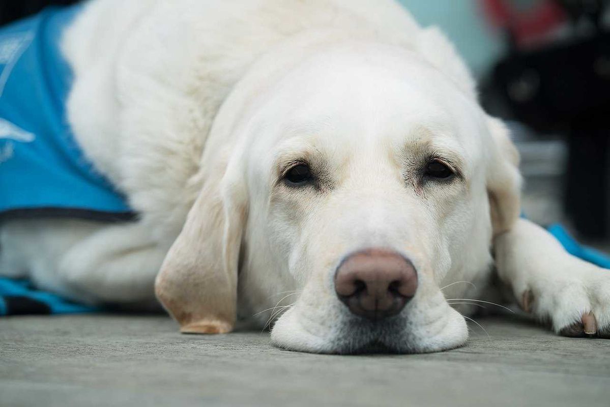 Ветеринари розповіли про те, як захистити собаку від укусу кліща. Укус кліща для собаки може бути смертельно небезпечним: якщо не надати допомогу тварині, то вона може загинути протягом 5 днів.