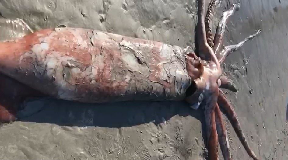 На берег в ПАР винесло «невловимого» кальмара-монстра довжиною понад 4 метри. «Ктулху існує!» — приблизно такі думки були в голові в очевидців, які виявили на пляжі величезне морське чудовисько.