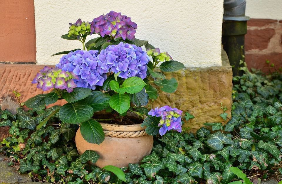5 правил літнього догляду за квітами у горщиках і кашпо. Літній догляд за квітами має бути правильним.