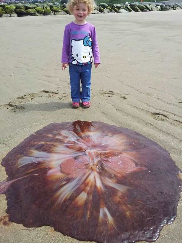 Дівчинка пішла з батьком на пляж і побачила справжню браму Облівіона. Цю прогулянку вона не забуде, адже знахідка була дійсно вражаючою. Під час прогулянки пляжем дівчинка з батьком знайшли величезну медузу.