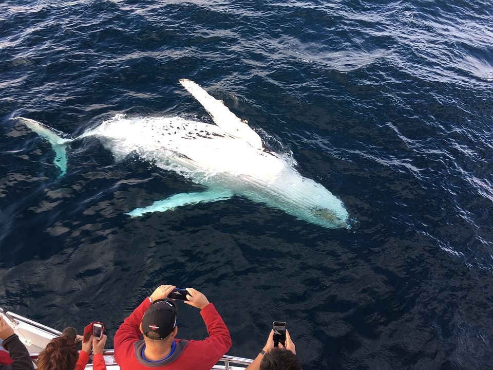 Знаменитий білий кит Мігалу знову з'явився біля східних берегів Австралії. У нього є навіть власні сторінки в Twitter і Instagram.