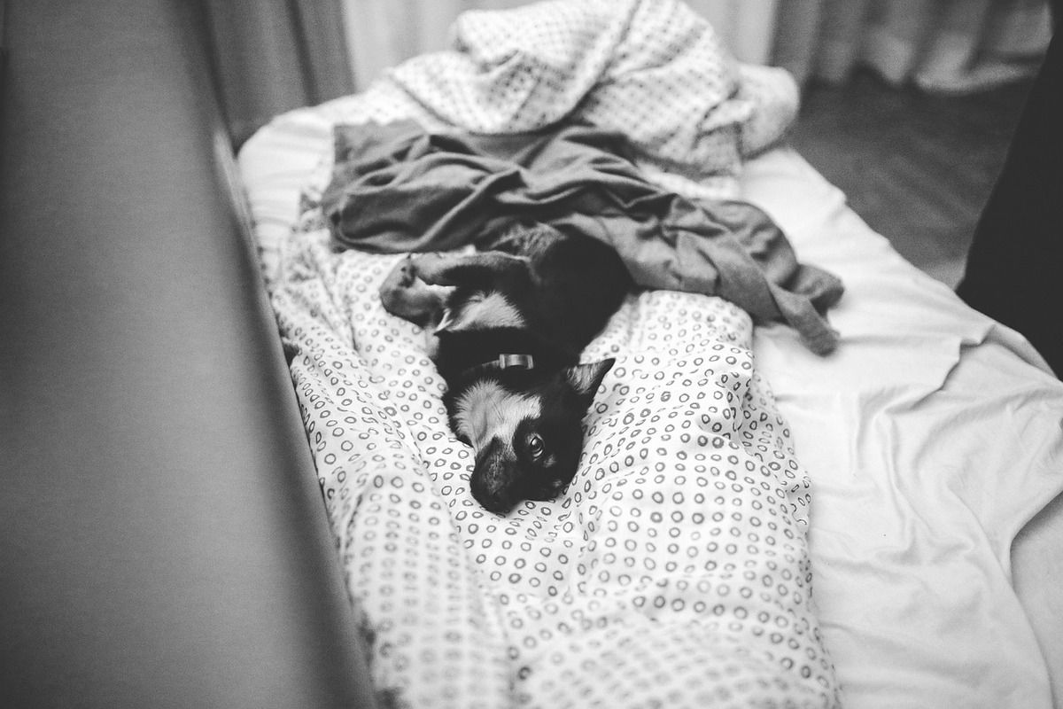 Вчені назвали 5 причин того, чому собака спить на місці господаря. Любить чи виганяє?
