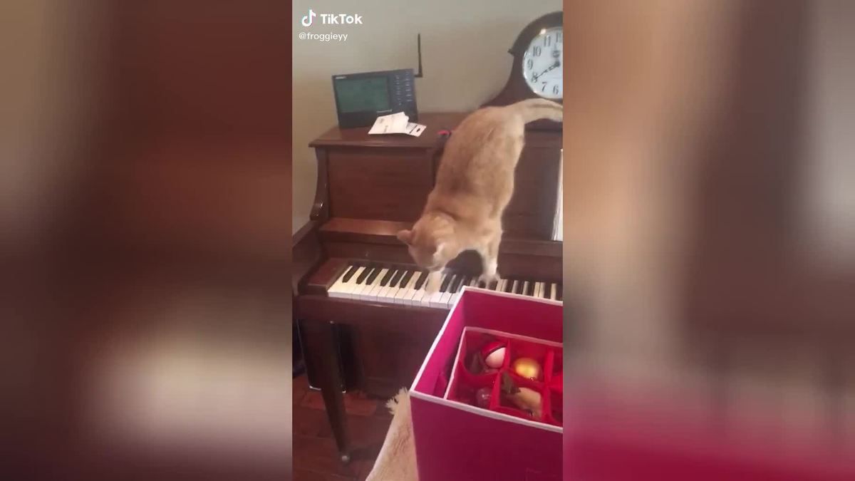 Котячий вальс: котик поки спускався з піаніно, створив новий музикальний шедевр. Це виглядає так само смішно, як і звучить.