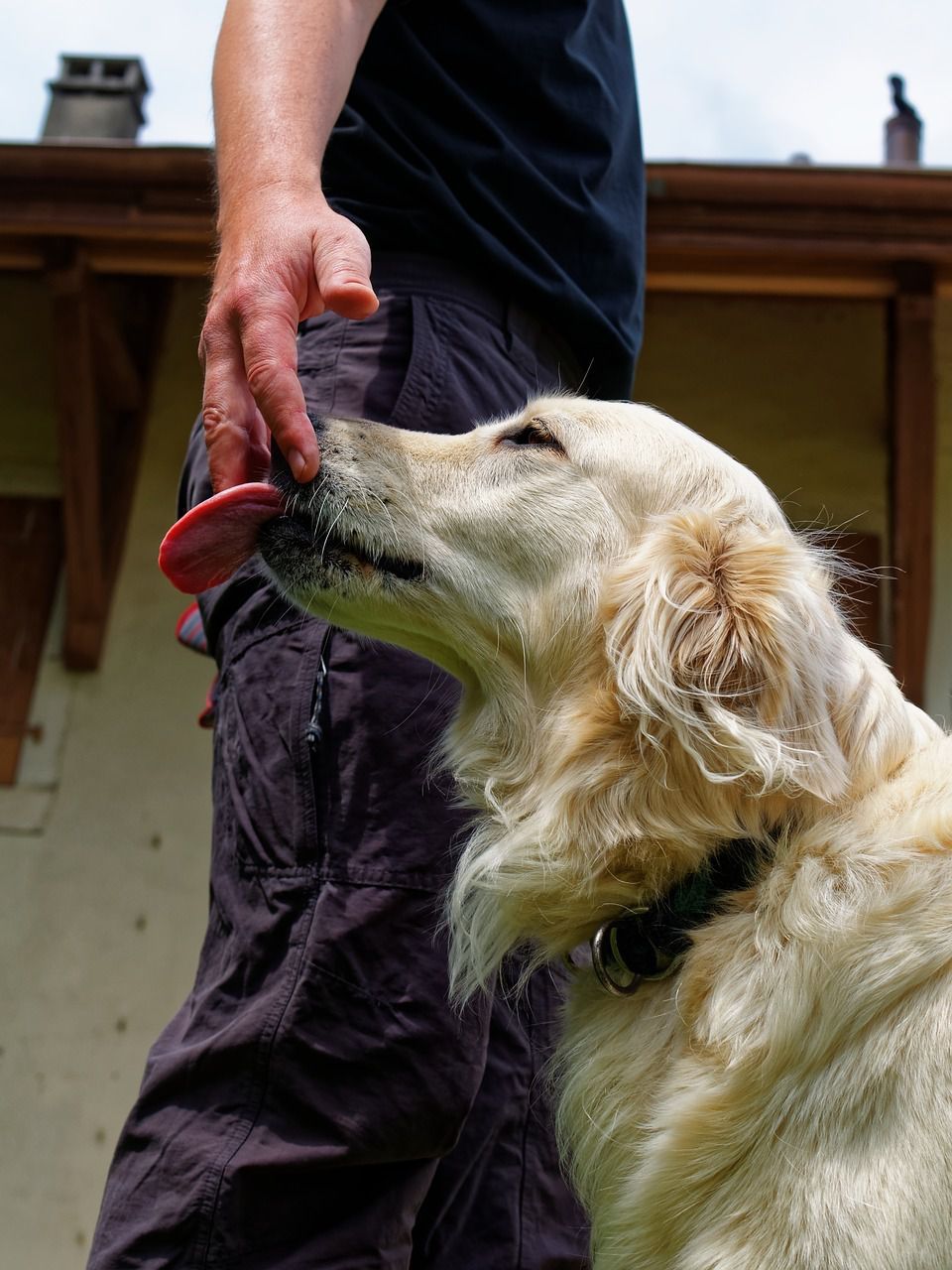 Зоопсихологи виділили 5 причин, по яких собака цілує людину. Не лише через любов.