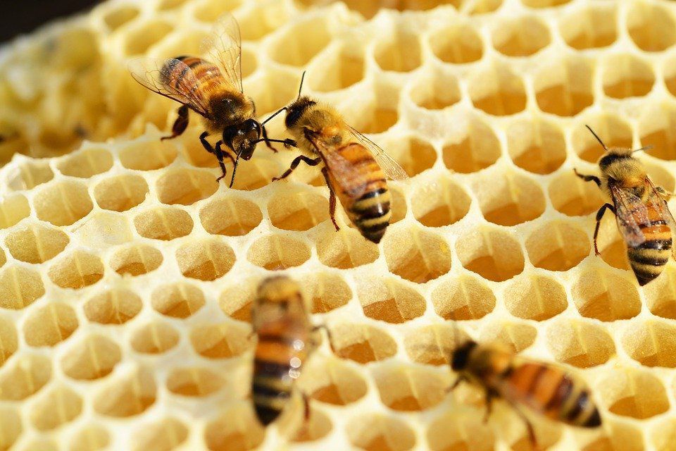 «Бджолиний хліб»: що це таке і чим він корисний для здоров'я людей. Користь перги для організму.