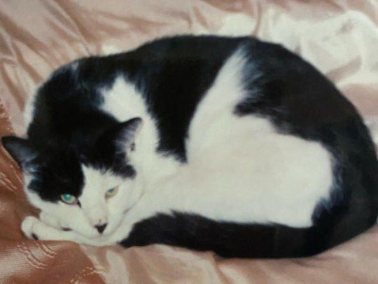 Кіт втік від господині ще 12 років тому, а знайшовся він завдяки щасливому випадку і маленькому чіпу. І це можна назвати дивом.