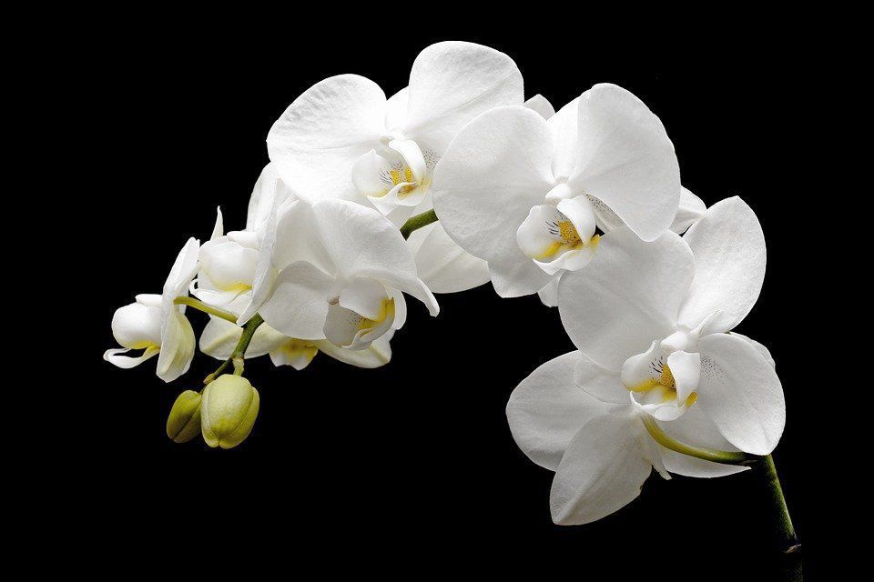 Де знаходиться головне місце орхідеї в будинку, на якому вона постійно буде радувати квітами. Куди помістити орхідею, щоб вона безперервно цвіла.