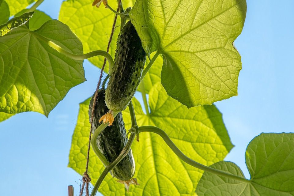 Корисні поради щодо догляду за огірками у липні та серпні. Правильний догляд за огірками у липні та серпні продовжує їх плодоношення.