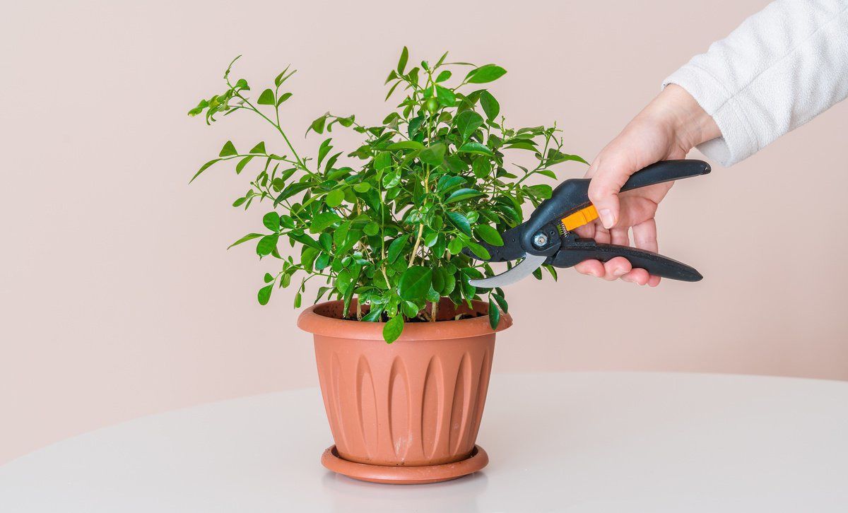 Як правильно обрізати кімнатні рослини: корисні поради. Правильна обрізка рослин сприятиме їх здоров'ю.