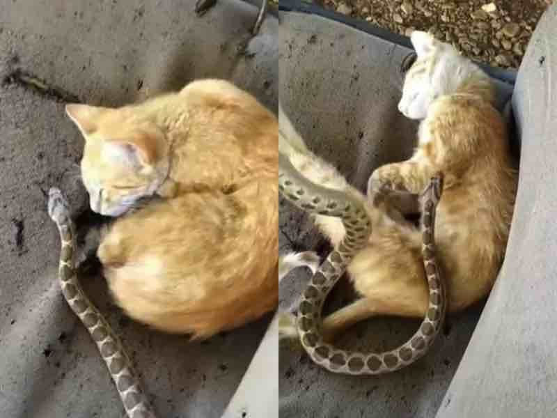 Чоловік вирішив пожартувати над сонним котом і підкинув йому в обійми неотруйну змію. Реакцію тварини було знято на відео.