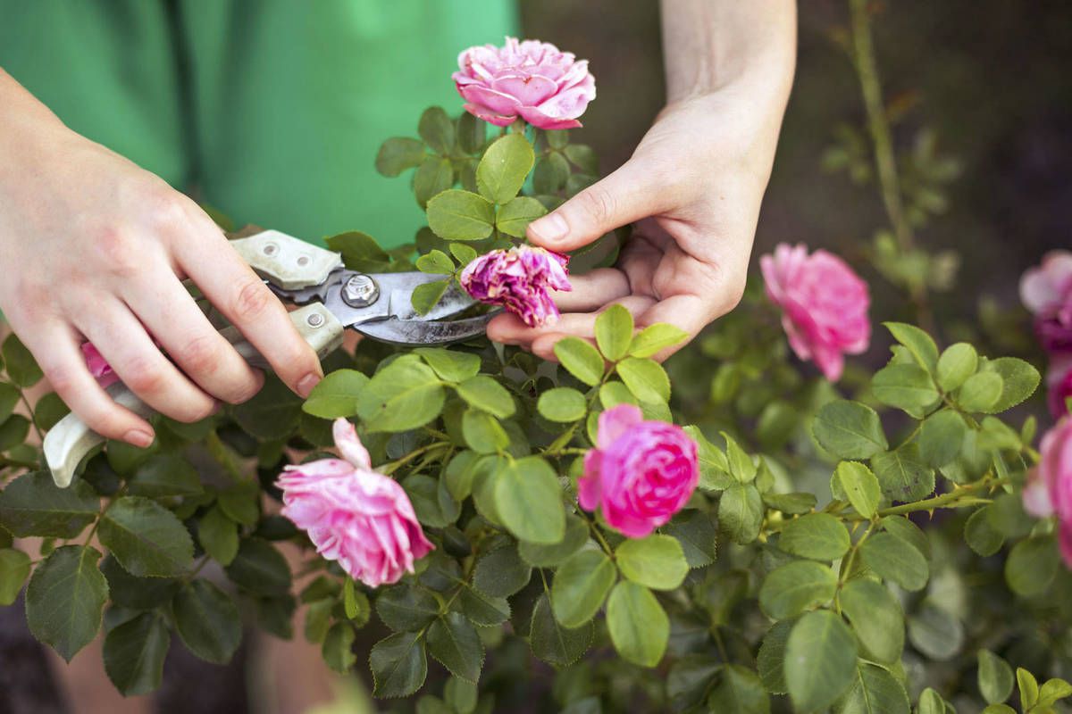 Що треба зробити з трояндами, коли період їх квітнення завершиться: 5 важливих процедур. Після квітнення троянди потребують догляду.